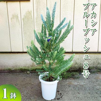 アカシア ブルーブッシュ8号 ※離島への配送不可 | 観葉植物 植物