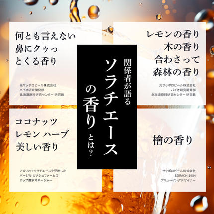 ビール 定期便 12ヶ月 SORACHI1984 350ml × 24缶 上富良野町発祥