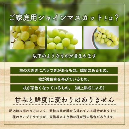 香川県東かがわ市のふるさと納税 「9月30日までの食卓応援品」  シャインマスカット  2房～5房（約2kg） 家庭用 マスカット 葡萄 ぶどう ブドウ フルーツ 果物 くだもの 果実 旬の果物 旬のフルーツ 香川 香川県 東かがわ市