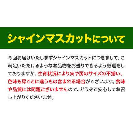 岡山県浅口市のふるさと納税 シャインマスカット ご家庭用 約 2kg 3～4房 ≪2026年9月上旬-11月上旬頃に出荷≫ 訳あり シャイン マスカット 岡山