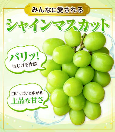 岡山県浅口市のふるさと納税 シャインマスカット ご家庭用 約 1.3kg 2房 ≪2026年9月上旬-11月上旬頃に出荷≫ 訳あり シャイン マスカット 岡山