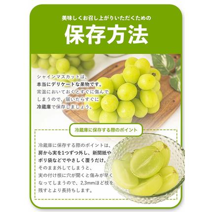 岡山県浅口市のふるさと納税 シャインマスカット ご家庭用 約 1.3kg 2房 ≪2026年9月上旬-11月上旬頃に出荷≫ 訳あり シャイン マスカット 岡山