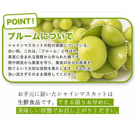 岡山県浅口市のふるさと納税 シャインマスカット ご家庭用 約 1.3kg 2房 ≪2026年9月上旬-11月上旬頃に出荷≫ 訳あり シャイン マスカット 岡山