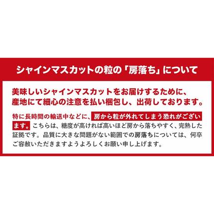 岡山県浅口市のふるさと納税 シャインマスカット ご家庭用 約 1.3kg 2房 ≪2026年9月上旬-11月上旬頃に出荷≫ 訳あり シャイン マスカット 岡山