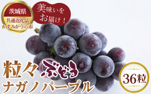 茨城県坂東市のふるさと納税 No.295 【先行予約】粒々ぶどう36粒　ナガノパープル【茨城県共通返礼品 かすみがうら市】 ／ 旬 新鮮 葡萄 ブドウ 果物 フルーツ 茨城県 特産品
