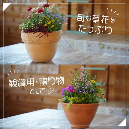 季節の花の寄せ植え 30cm鉢【005D-007】 / 大阪府泉南市 | セゾンの
