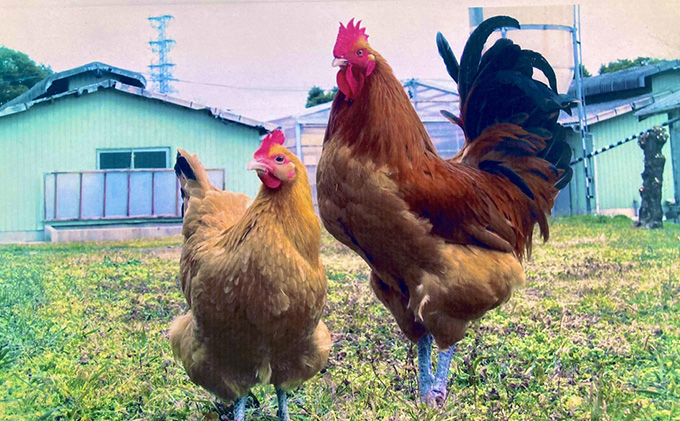 岐阜県海津市のふるさと納税 名古屋コーチン手羽先 約2kg 30～35本前後 お肉 鶏肉