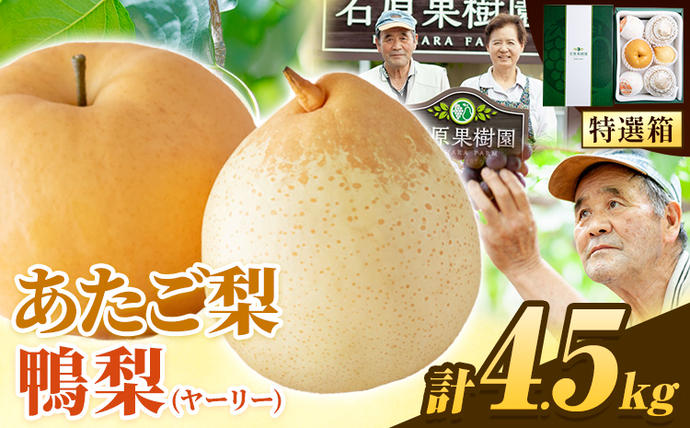 [先行予約]梨 なし 4.5kg あたご梨 2 〜 3玉 鴨梨 3 〜 7玉 特選箱 石原果樹園 なし フルーツ 果物 新鮮[2026年11月中旬-12月下旬頃より発送予定]岡山県 浅口市 果物 フルーツ 梨 詰め合わせ 贈答用