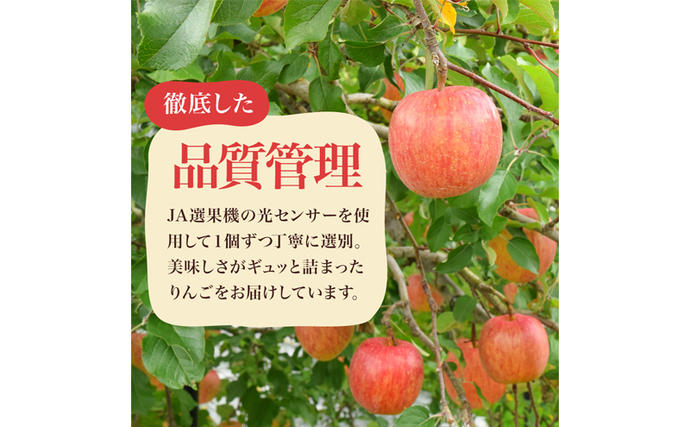 長野県小諸市のふるさと納税 りんご シナノスイート 家庭用 約10kg  フルーツ 果物 甘い 訳あり おいしい 林檎