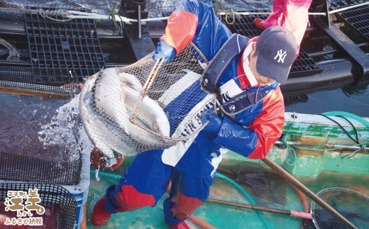 北海道江差町のふるさと納税 北海道産 スモークサーモン姿切スライス 250g（50g×5P）　王子サーモン　北海道江差産トラウトサーモン　純国産ブランドサーモン『江さしっ子 繁虎』　燻製　個包装　のし対応可　贈答用　ギフト　お中元　お歳暮　お祝い