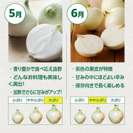 愛知県碧南市のふるさと納税 (2026年発送) ≪『満天☆青空レストラン』で紹介されました！≫ 訳あり 新玉ねぎ 生がおいしい 神重農産のブランド玉ねぎ「旬玉」2kg ブランド玉ねぎ 玉ねぎ 国産 愛知県産 野菜 やさい 農家直送 畑直送 旬 期間限定 たまねぎ 先行予約 旬 特産 高評価 高リピート 人気日本テレビ H105-202