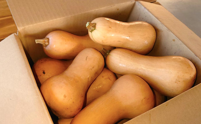 兵庫県小野市のふるさと納税 訳あり バターナッツかぼちゃ 5kgセット[ 不揃い かぼちゃ 野菜 ] 食材 国産 国産野菜 濃厚 甘み なめらか ねっとり