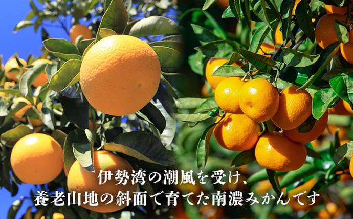 南濃みかんと八朔セット 10kg みかん 八朔 みかん はっさく 果物類