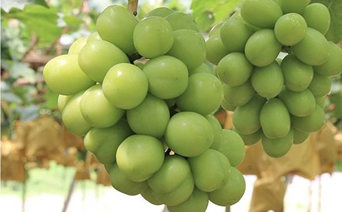 岡山県赤磐市のふるさと納税 ぶどう 早期受付 シャインマスカット 1房 650g以上 ブドウ 葡萄 岡山県産 国産 フルーツ 果物 ギフト 桃茂実苑 果物類