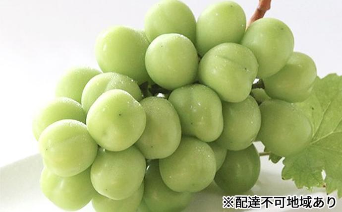 岡山県赤磐市のふるさと納税 ぶどう 早期受付 シャインマスカット 1房 650g以上 ブドウ 葡萄 岡山県産 国産 フルーツ 果物 ギフト 桃茂実苑 果物類