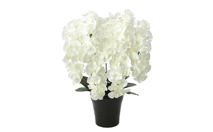 静岡県浜松市のふるさと納税 光の楽園　プレミアム胡蝶蘭７本立W【配送不可：北海道・沖縄・離島】 雑貨 日用品 植物 造花