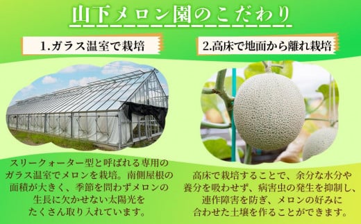 静岡温室メロン M玉約1.4kg×2玉 最高級のマスクメロン 山下メロン園