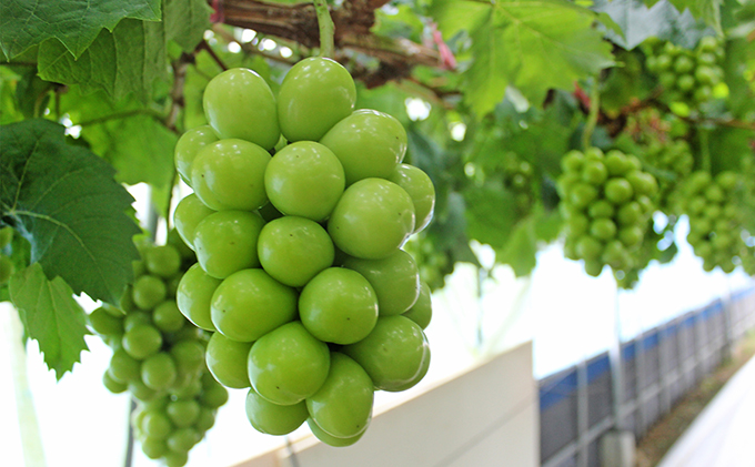 岡山県高梁市のふるさと納税 数量限定 氷温 シャイン マスカット 1房（約800g）【配達不可：北海道・沖縄・離島】 JA ぶどう 果物類 フルーツ 果物 葡萄