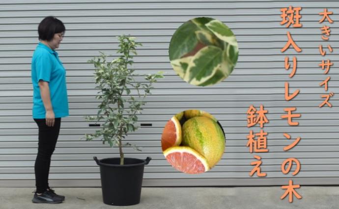 植物 レモン 斑入り レモンの木 ピンクレモネード 鉢植え 黒プラ45cm
