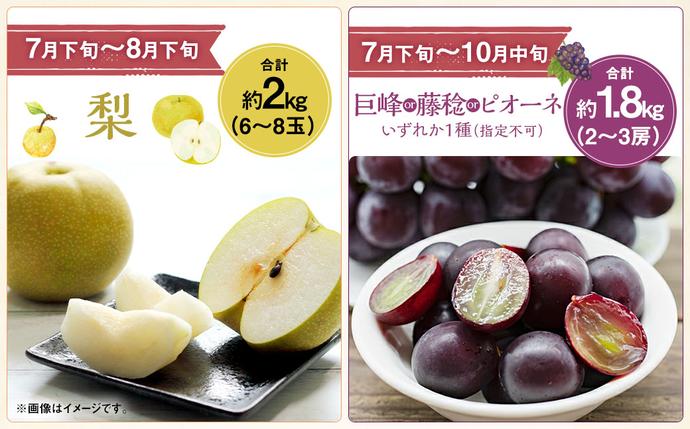 山梨県中央市のふるさと納税 【先行受付】【6回定期便】 フルーツ王国 山梨県産 6種セット ／ えべし フルーツ 果物 くだもの 貴陽 すもも もも 桃 梨 なし ぶどう ブドウ 葡萄 シャインマスカット キウイ 新鮮 果実 産地直送 山梨県 中央市 【2026年6月中旬-2027年1月下旬発送予定】