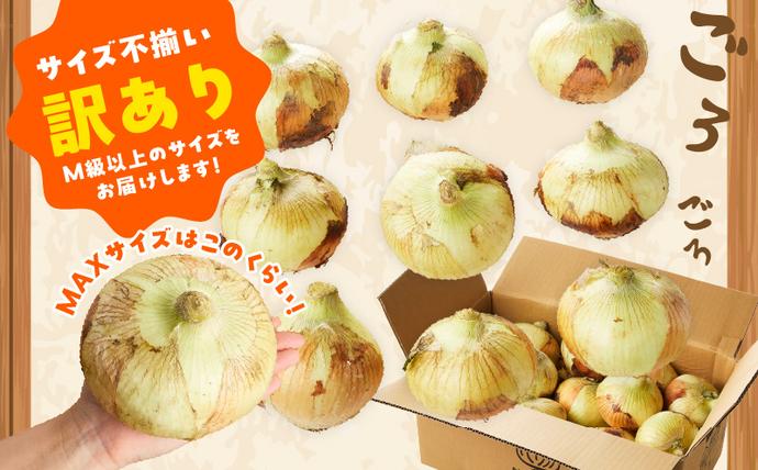 大阪府泉佐野市のふるさと納税 【先行予約】射手矢さんちの泉州たまねぎ 10kg【玉ねぎ タマネギ 玉葱 甘い 野菜 国産 期間限定 オニオン スライス サラダ カレー シチュー バーベキュー BBQ 肉じゃが TVで紹介！】 G3686