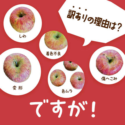 山形県南陽市のふるさと納税 【令和7年産先行予約】 〈訳あり品 家庭用〉 りんご 「サンふじ」 約5kg バラ詰め 《令和7年12月上旬～令和8年2月下旬発送》 『カネタ高橋青果』 リンゴ 山形県 南陽市 [1958]