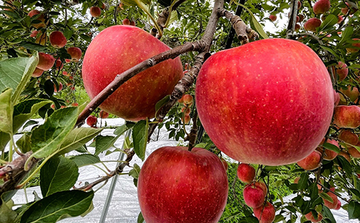 山形県南陽市のふるさと納税 【令和8年産先行予約】 りんご 「サンふじ」 約5kg (12～23玉 秀品) 《令和8年12月上旬～令和9年2月下旬発送》 『カネタ高橋青果』 リンゴ 山形県 南陽市 [1960]