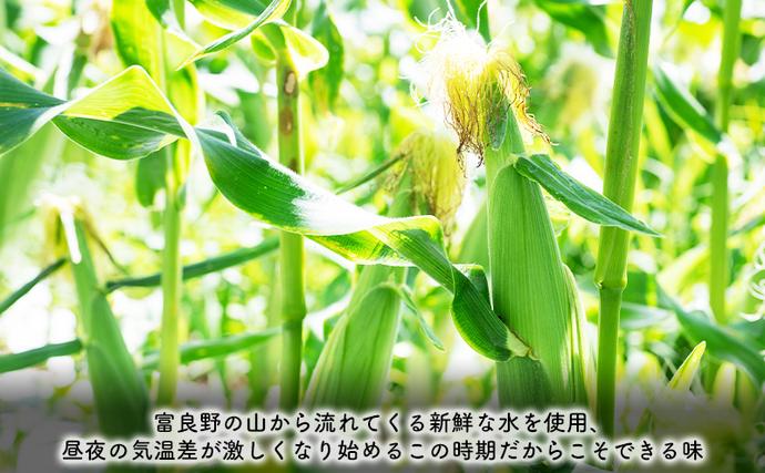 北海道富良野市のふるさと納税 【2025年8月～発送】北海道 富良野市 とうもろこし サニーショコラ 黄色 L～2L サイズ 計3kg ふらの 野菜 トウモロコシ とうきび 数量限定 (フラノプレゼンツ)