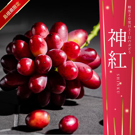 【先行予約】島根県限定！幻のぶどう“神紅(