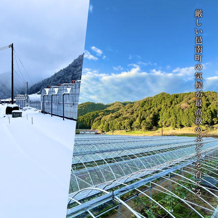 島根県邑南町のふるさと納税 【先行予約】島根県限定！幻のぶどう“神紅(しんく)” 糖度20度以上！1房（450g以上）