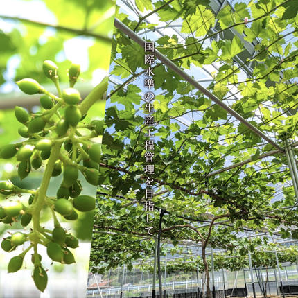 島根県邑南町のふるさと納税 【先行予約】島根県限定！幻のぶどう“神紅(しんく)” 糖度20度以上！1房（450g以上）