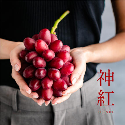 島根県邑南町のふるさと納税 【先行予約】島根県限定！幻のぶどう“神紅(しんく)” 糖度20度以上！1房（450g以上）