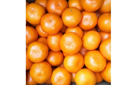 和歌山県美浜町のふるさと納税 【ご家庭用】和歌山有田みかん約10kg(2L、3Lサイズ)〇