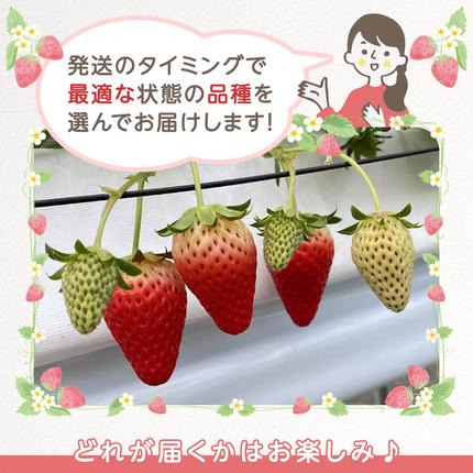 兵庫県加西市のふるさと納税 いちご　4パック 兵庫県 加西市 果物類 苺 イチゴ 果物詰合せ フルーツ
