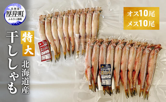 特大 北海道産 干ししゃも オス10尾・メス10尾 魚貝類 海鮮 海の幸