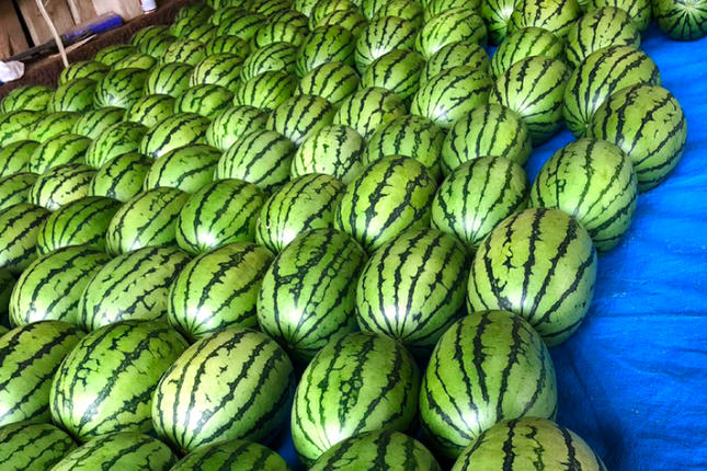 長崎県島原市のふるさと納税 BE276 【令和8年度出荷分】小玉スイカ「うり坊」5kg（1.7kg以上×2～3玉） ～名水百選の里 島原産～