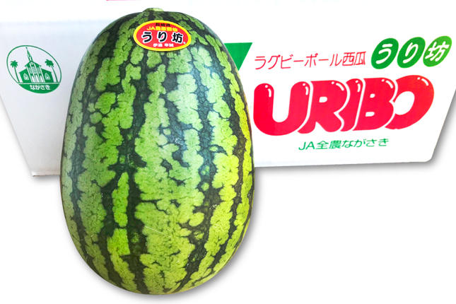 長崎県島原市のふるさと納税 BE276 【令和8年度出荷分】小玉スイカ「うり坊」5kg（1.7kg以上×2～3玉） ～名水百選の里 島原産～