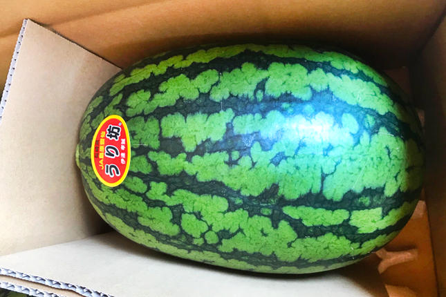 長崎県島原市のふるさと納税 BE276 【令和8年度出荷分】小玉スイカ「うり坊」5kg（1.7kg以上×2～3玉） ～名水百選の里 島原産～