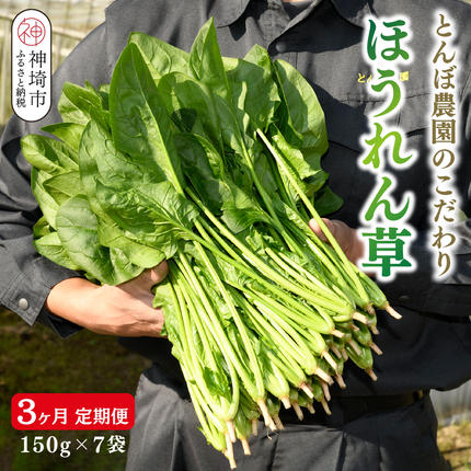 定期便3回】ほうれん草 約1kg（150g x 7袋）【合計 約3kg】(H091119