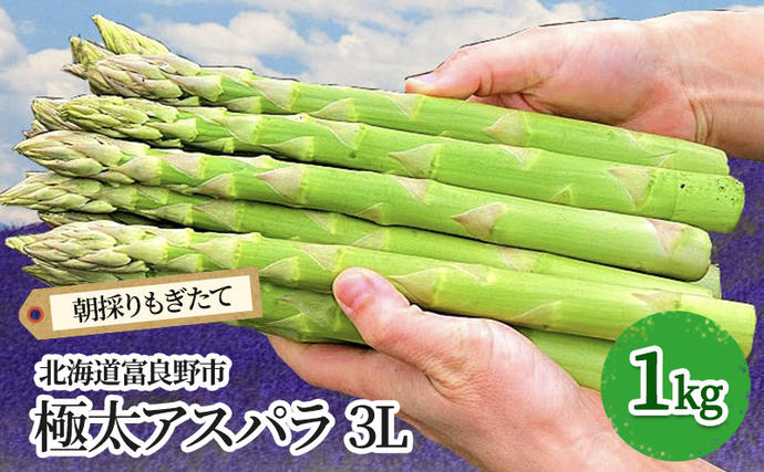 【2026年春発送】極太 グリーンアスパラ