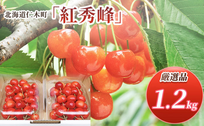 先行受付 北海道 仁木町産 さくらんぼ 紅