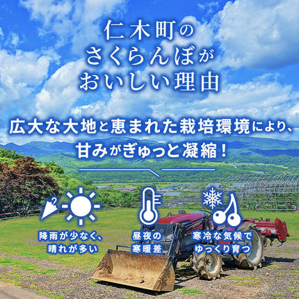 北海道仁木町のふるさと納税 先行受付 北海道 仁木町産 さくらんぼ 紅秀峰 1.2kg (300g×4パック) L-Mサイズ 混合　旬 桜桃 産地直送 サクランボ チェリー フルーツ 果物 果物類  仁木町 仁木 [松山商店]