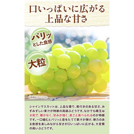 岡山県浅口市のふるさと納税 【2026年先行予約】シャインマスカット晴王 はれおう 2房(1房600g以上) 化粧箱入 株式会社山博(中本青果)《2026年8月下旬-10月中旬頃出荷》岡山県 浅口市 シャインマスカット 晴王 ぶどう マスカット 大粒 フルーツ 秀品 果物 ギフト 国産 岡山県産 送料無料 【配送不可地域あり】
