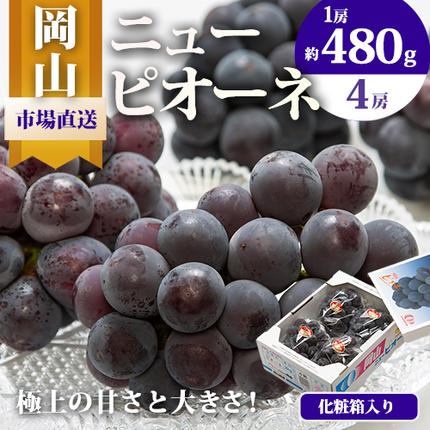 [2026年先行予約]ニューピオーネ 1房480g以上 約2kg 4房 株式会社山博(中本青果)[2026年8月下旬-10月上旬頃出荷]岡山県 浅口市 ぶどう フルーツ 旬 果物 国産 岡山県産 送料無料 [配送不可地域あり]