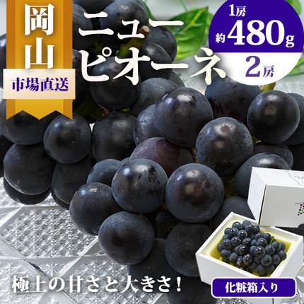 [2026年先行予約]ニューピオーネ 1房480g以上 約1kg 2房 化粧箱入り 株式会社山博(中本青果)[2026年8月下旬-10月上旬頃出荷]岡山県 浅口市 ぶどう フルーツ ギフト 贈答用 旬 果物 国産 岡山県産 送料無料 [配送不可地域あり]