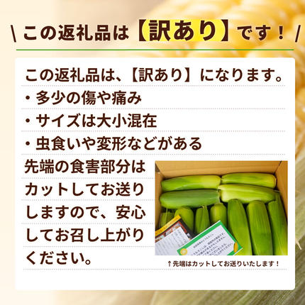 茨城県八千代町のふるさと納税 【先行予約 2026年6月中旬以降発送 】 【 令和8年産 】 【 訳あり 】 深夜採り 朝出荷 とうもろこし （ ゴールドラッシュ ） 約 6kg トウモロコシ スイートコーン コーン 野菜 産地直送 期間限定 岩田さん 昼めし旅 [AX021ya]