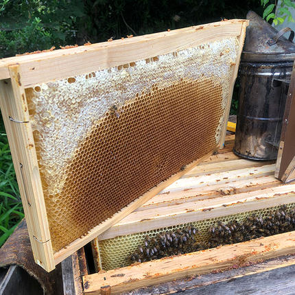 茨城県古河市のふるさと納税 季節で移ろう田舎はちみつボトル3種セット[ピタッとボトルB3] 【茨城県共通返礼品／五霞町】 ※着日指定不可 | はちみつ ハチミツ 蜂蜜 生はちみつ 生ハチミツ 非加熱 茨城県産 国産 純粋 食べくらべ 食べ比べ セット 詰め合わせ   おすすめ ミツバチ 蜜蜂 みつばち 茨城県産 贈答 贈り物 プレゼント 茨城県 古河市 送料無料 _EY06