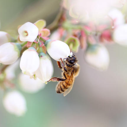 茨城県古河市のふるさと納税 季節で移ろう田舎はちみつボトル3種セット[ピタッとボトルB3] 【茨城県共通返礼品／五霞町】 ※着日指定不可 | はちみつ ハチミツ 蜂蜜 生はちみつ 生ハチミツ 非加熱 茨城県産 国産 純粋 食べくらべ 食べ比べ セット 詰め合わせ   おすすめ ミツバチ 蜜蜂 みつばち 茨城県産 贈答 贈り物 プレゼント 茨城県 古河市 送料無料 _EY06