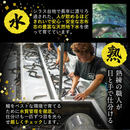 鹿児島県志布志市のふるさと納税 【数量限定】鹿児島県産！秘伝の特上スタミナうなぎ白焼き＜2尾・計240g以上＞肝吸いセット！ a4-098