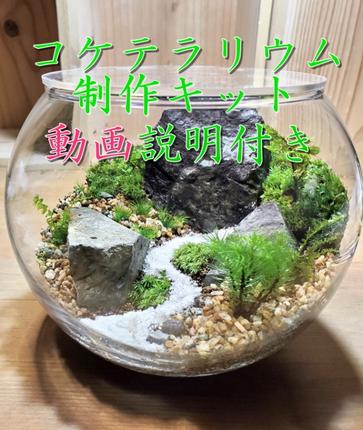 コケテラリウム制作キット直径15cm 動画説明付き〈コケ 苔 こけ 植物